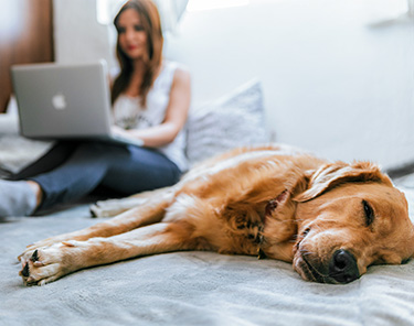 A lady typing on a laptop and a golden retriever dog is laying on a bed